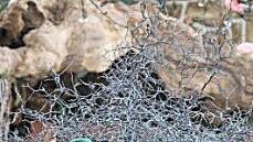 Rosige Aussichten bei der Betrachtung der Krippe in der Basilika