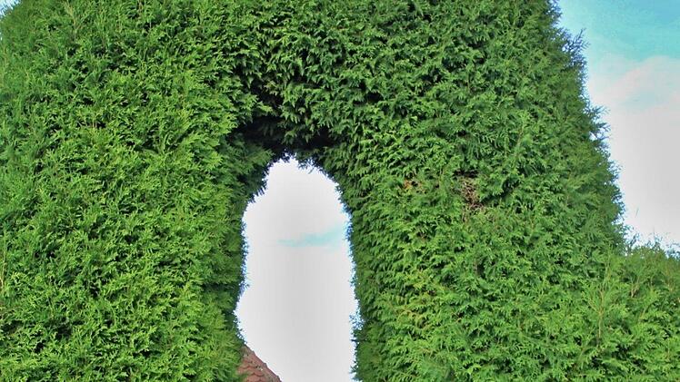 Eine mächtige Thujenhecke umgibt den Friedhof in Albersdorf. Diese erfordert einen unverhältnismäßig hohen Pflegeaufwand, weshalb sie komplett entfernt und durch eine Liguster- oder Hainbuchenhecke ersetzt werden soll. Das hat der Buausschuss beschlossen.  Fotos: Helmut Will