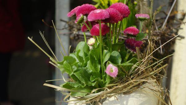Stroh oder Bast in die Erde gesteckt lassen die Blüten der Bellis erstrahlen. Foto: inFranken.de