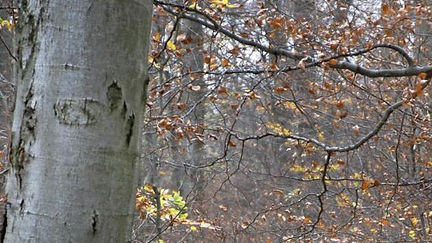 Ein bisschen raus an die frische Luft. Das tut an den Feiertagen gut. In der Fr&auml;nkischen Schweiz locken zahlreiche idyllische Kurzstrecken zum kleinen "Verdauungsspaziergang". Foto: Reinhard L&ouml;wisch
