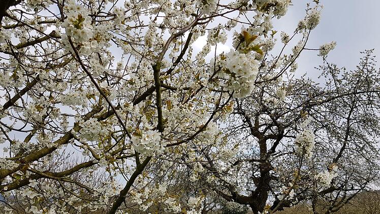 Der Frühling ist die beste Zeit für den Pretzfelder Kirschenweg. Foto: Ronald Heck