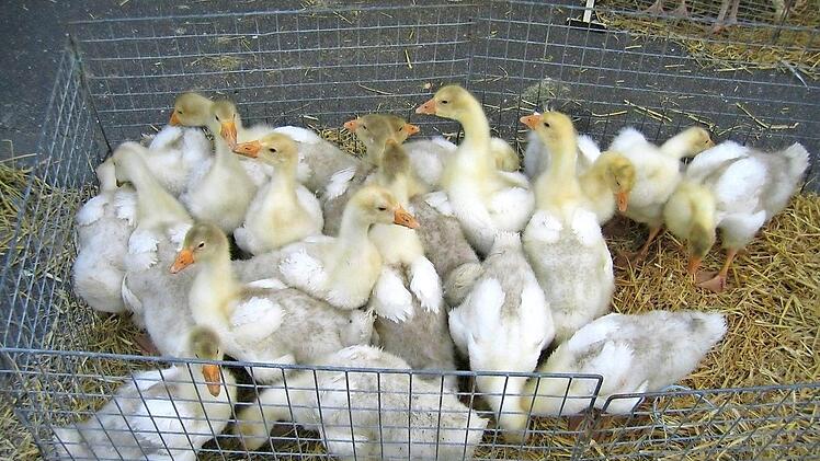Die Jungvögel wurden separat gehütet.