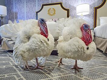 Vom US-Präsidenten begnadigte Truthähne Waddle und Gobble