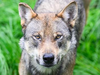 Wolf