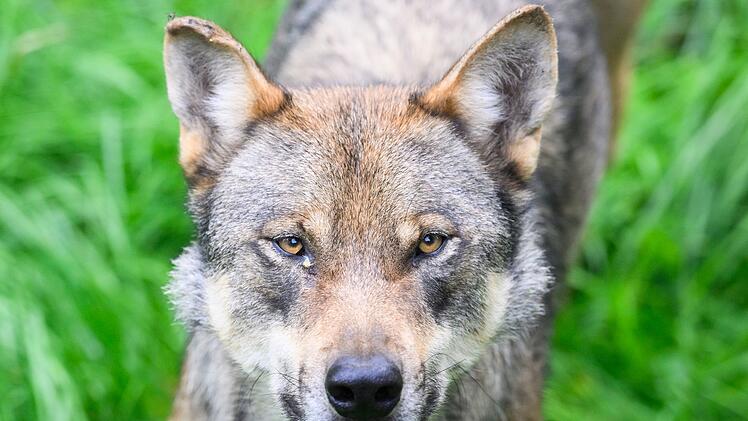 Wolf
