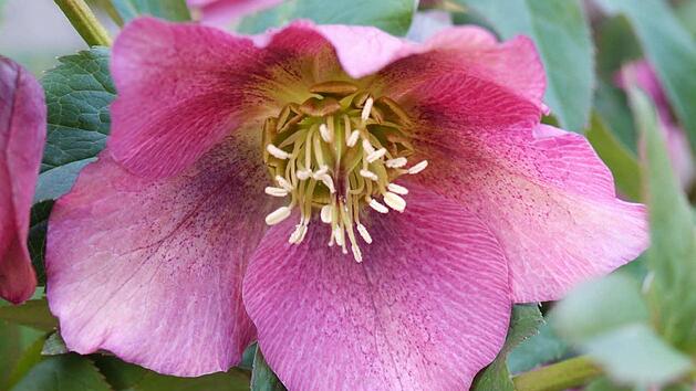 Die Christrose bl&uuml;ht von Dezember bis lange in den Fr&uuml;hling hinein in vielf&auml;ltigen Farben. Foto: Archiv