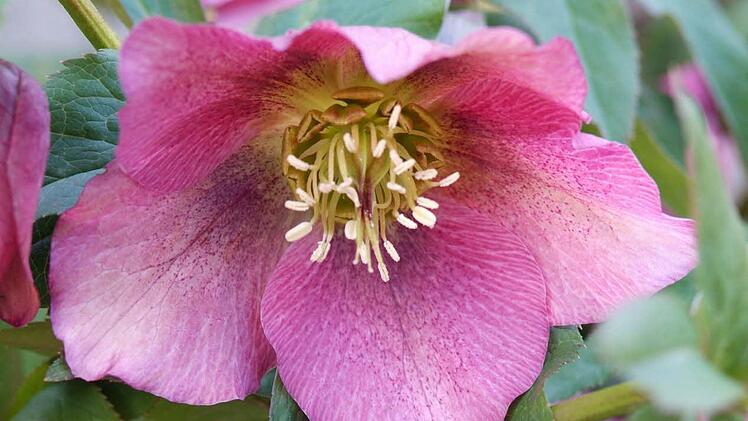 Die Christrose blüht von Dezember bis lange in den Frühling hinein in vielfältigen Farben. Foto: Archiv