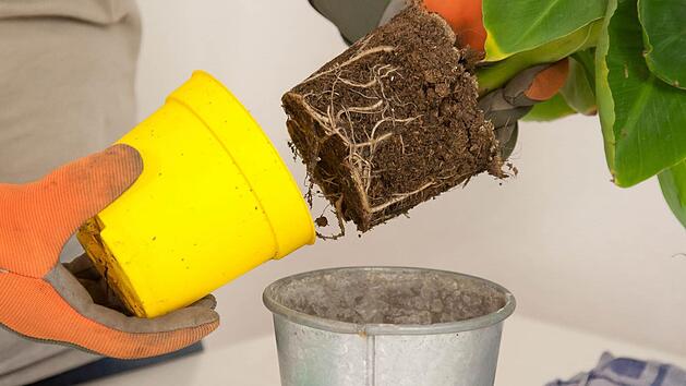 Hat der Wurzelballen viel Erde im Topf verdrängt braucht er ein größeres Gefäß. Foto: Kai Remmers