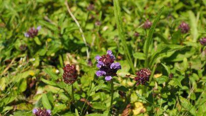 In vielen heimischen G&auml;rten findet man die Braunelle im Rasen. Diese kann z.B Bluthochdruck senken. Bild: Hans/pixabay.com