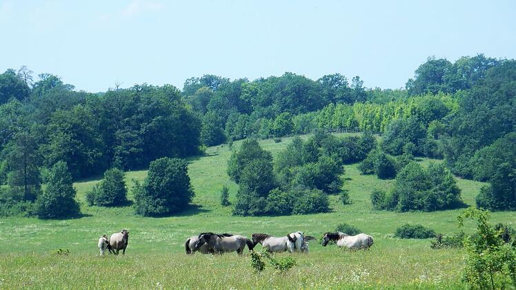 Das Gebiet am Brönnhof ist nicht nur für Pferde prädestiniert. Dort forscht das Hammelburger Bundesforstamt Reußenberg jetzt auch zu Fledermäusen. Foto: Gerd Landgraf