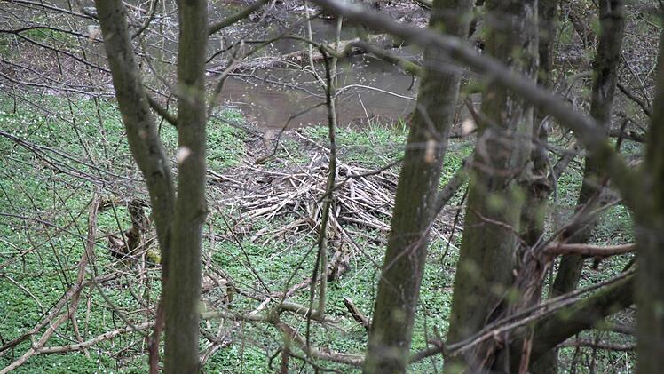 Im Wald hat der Biber einige Äste aufgehäuft. Das könnte Baumaterial für den Staudamm sein - oder aber für eine Burg.