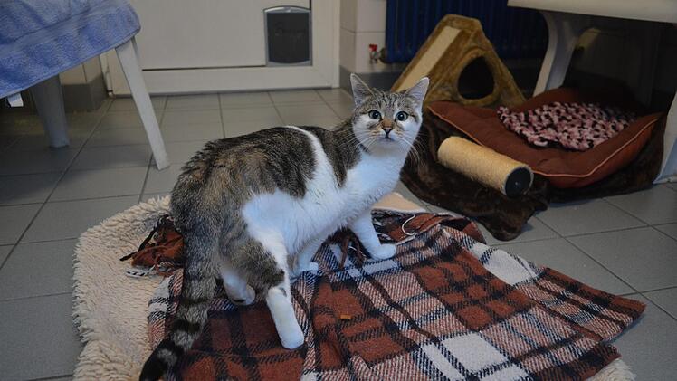 Fundkatze Bärbl aus Gosberg Foto: Ronald Heck
