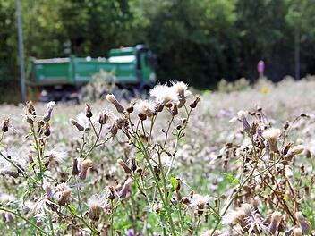 Auf dem Grundstück in der Münnerstädter Lache verbreiten Disteln derzeit ihren Samen. Das gefällt nicht jedem. Foto: Heike Beudert