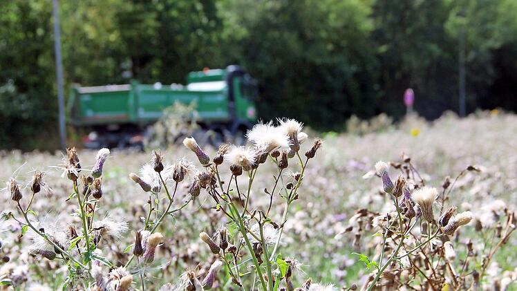Auf dem Grundstück in der Münnerstädter Lache verbreiten Disteln derzeit ihren Samen. Das gefällt nicht jedem. Foto: Heike Beudert