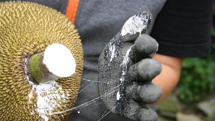 Zum Ernten sollte man Handschuhe verwenden, denn der wei&szlig;e Saft, der austritt, ist sehr klebrig.Maria L&ouml;ffler