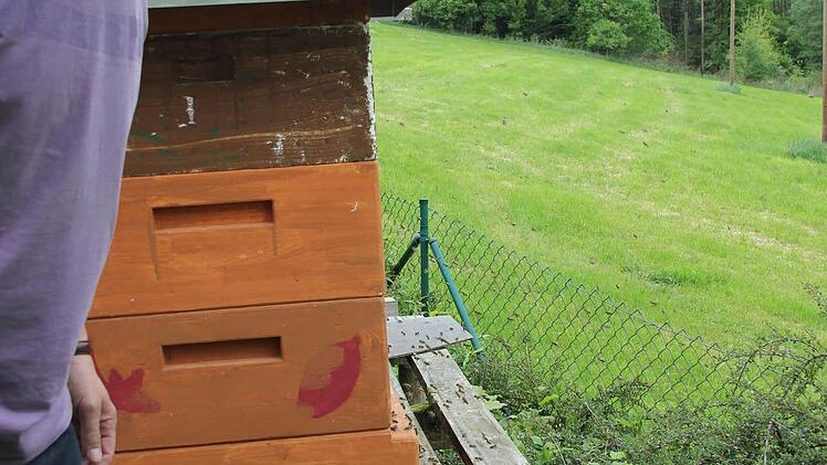 Klaus Ruppert beobachtet die Bienen am Kasten. Foto: Friedwald Schedel