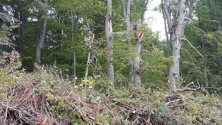 Hier wird das Holz der umgestürzten Bäume gelagert.