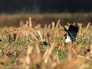 Landkreis Forchheim: Kiebitznest auf Acker? Landwirte werden für Schutz der Tiere nun entlohnt Landkreis Forchheim: Kiebitznest auf Acker? Landwirte werden für Schutz der Tiere nun entlohnt