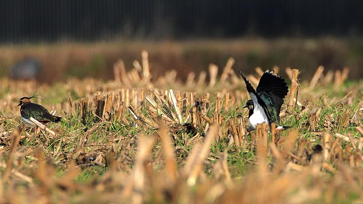 Landkreis Forchheim: Kiebitznest auf Acker? Landwirte werden f&uuml;r Schutz der Tiere nun entlohnt