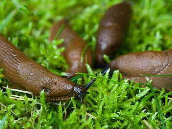 Neu-Isenburg: Nacktschnecke legt komplette Ampelanlage lahm