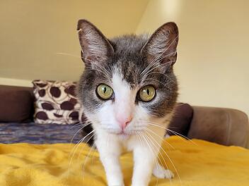 Tierschutzverein Bamberg stellt Kater Benny als Tier der Woche vor