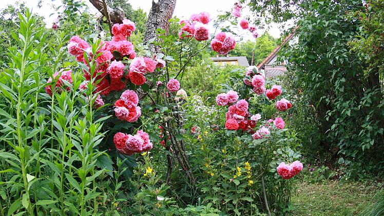 Gerade blühen die Rosen besonders üppig.
