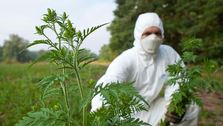 Die Ambrosia ist in Deutschland auf dem Vormarsch: Allergikern verlängert sie die Schniefsaison und verdrängt heimische Pflanzen. Foto: Patrick Pleul/dpa-Zentralbild/dpa