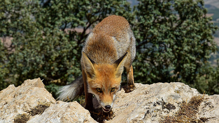 Junger aggressiver Fuchs mit gesenktem Kopf, bereit zum Angriff auf seine Beute, mit der Sonne im Hintergrund  Young fox with its head down, preparing to attack its prey, with the sun in front of it