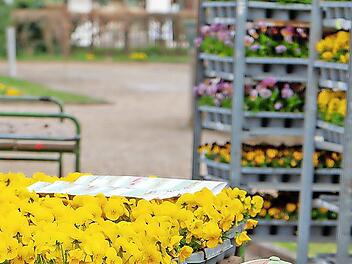 Seit Beginn der Woche arbeitet das Garten-Team der Bayerischen Staatsbad Bad Kissingen GmbH an der Fr&uuml;hjahrsbepflanzung.