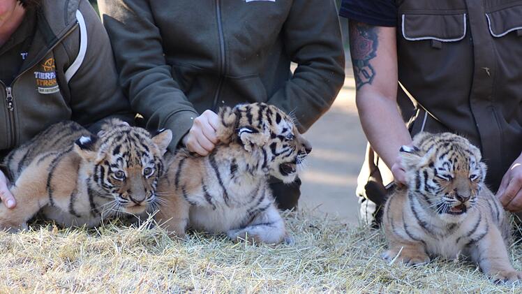 Tigerdrillinge im Tierpark Str&ouml;hen
