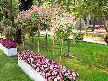 Verschiedene Arten von Hochstämmchen präsentiert derzeit die Kurgärtnerei in den Kuranlagen.  Fotos: Staatsbad GmbH