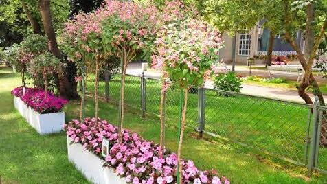 Verschiedene Arten von Hochstämmchen präsentiert derzeit die Kurgärtnerei in den Kuranlagen.  Fotos: Staatsbad GmbH