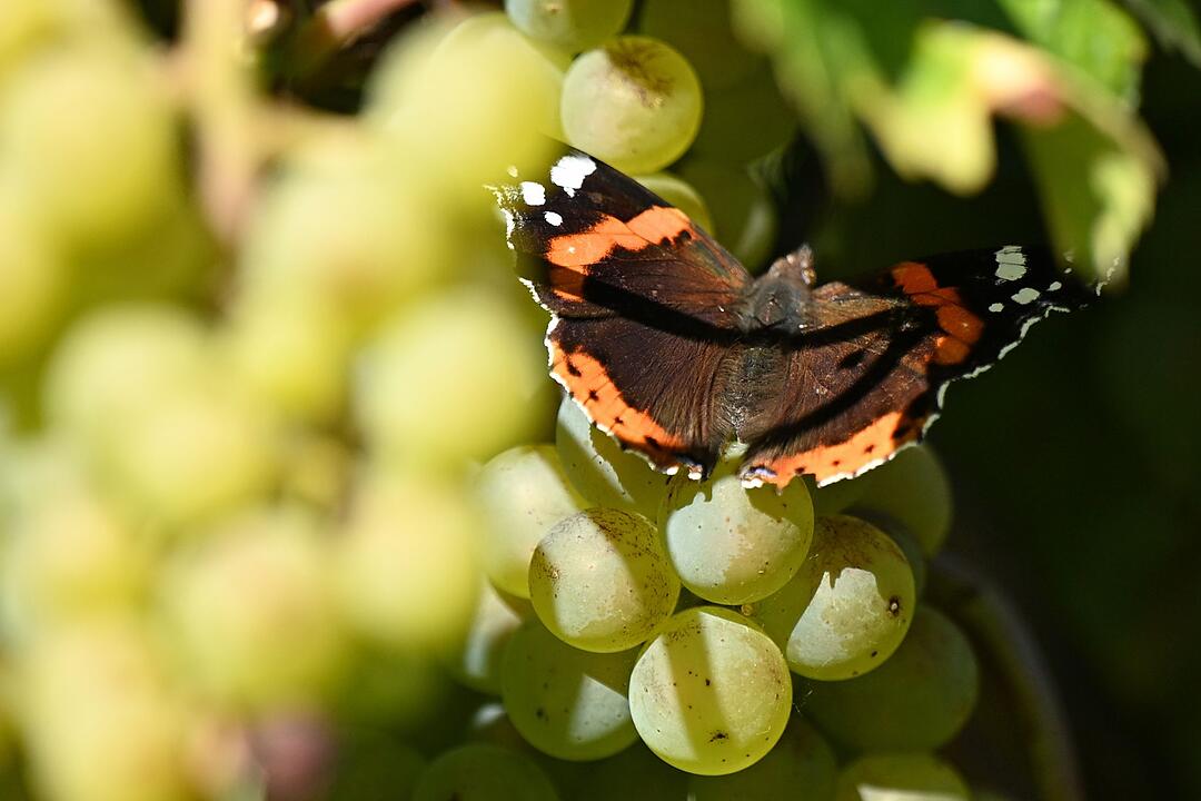Weinlese in Sachsen-Anhalt