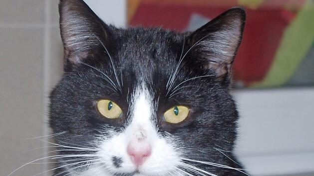 Vito genie&szlig;t die N&auml;he zu den Menschen und hofft auf eine Chance. Foto: Tierheim