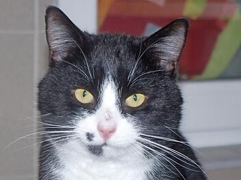 Vito genießt die Nähe zu den Menschen und hofft auf eine Chance. Foto: Tierheim