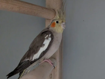 Tierheim Bamberg: Nymphensittich Kai Uwe will nicht mehr alleine sein