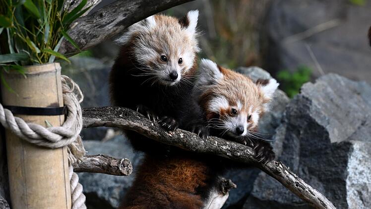 Nachwuchs bei den Kleinen Pandas im Erlebnis-Zoo Hannover