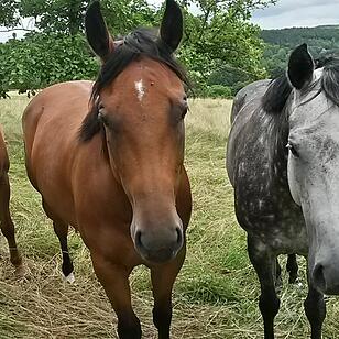 Urlaub in Franken: Rhön im Sommer