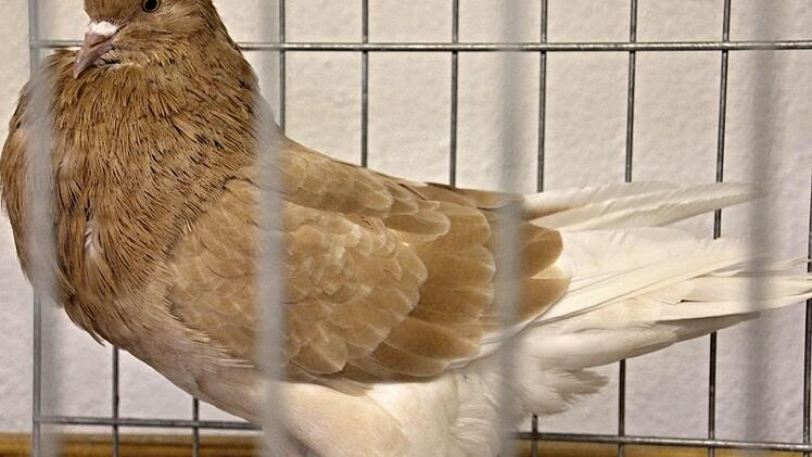 Auch diese Taube war bei der 28. Jungtierschau des Vereins dabei. Foto: Helmut Will