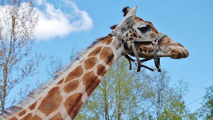Zirkus Voyage in Bad Kissingen 2016. Foto: Sigismund von Dobschütz