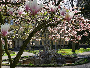 Bl&uuml;hendes W&uuml;rzburg