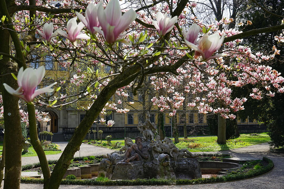 Blühendes Würzburg