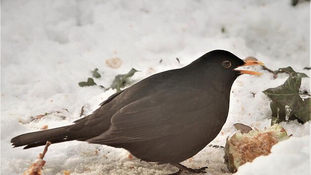 Besonders häufig sind Amseln in unseren Gärten anzutreffen. Sie sind ganz wild auf angefaulte Äpfel, die sogar verzehrt werden, wenn sie gefroren sind. Foto: Jupp Schröder