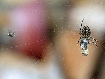Kreis Bad Kissingen: Spinne verursacht Autounfall. Foto: Roland Weihrauch/dpa