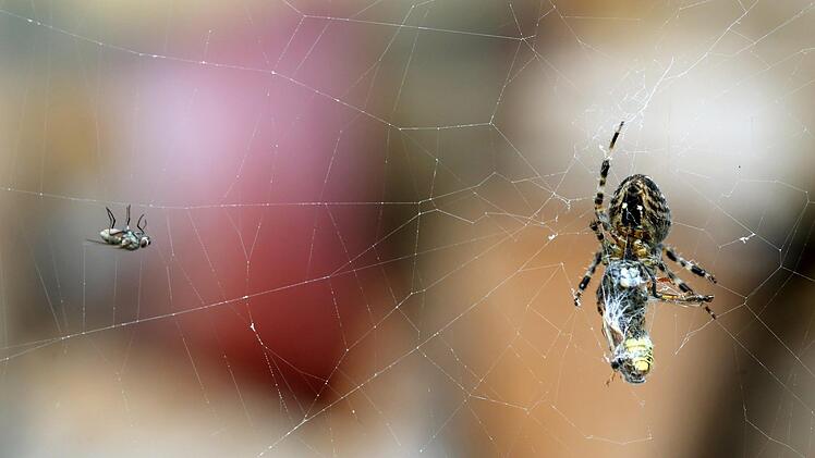 Kreis Bad Kissingen: Spinne verursacht Autounfall. Foto: Roland Weihrauch/dpa