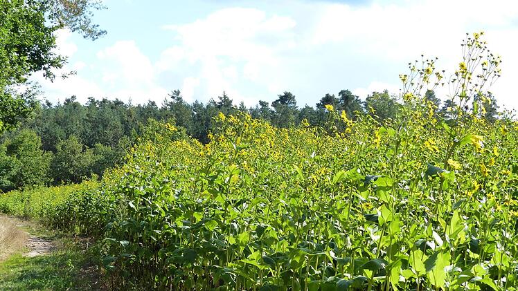 Die Silphie-Planze gedeiht in Heroldsbach prächtig. Foto: Pauline Lindner