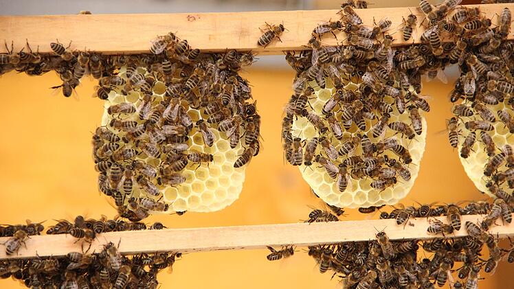Viele fleißige Bienen. Foto: Heike Beudert