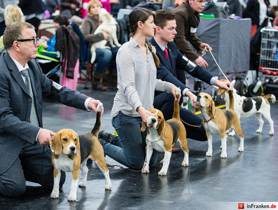 Internationale Rassehunde-Ausstellung «Cacib» in Nürnberg