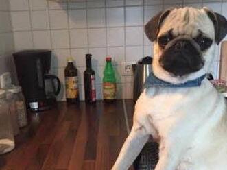 Mops Mailo am Herd. Foto: privat