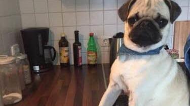 Mops Mailo am Herd. Foto: privat